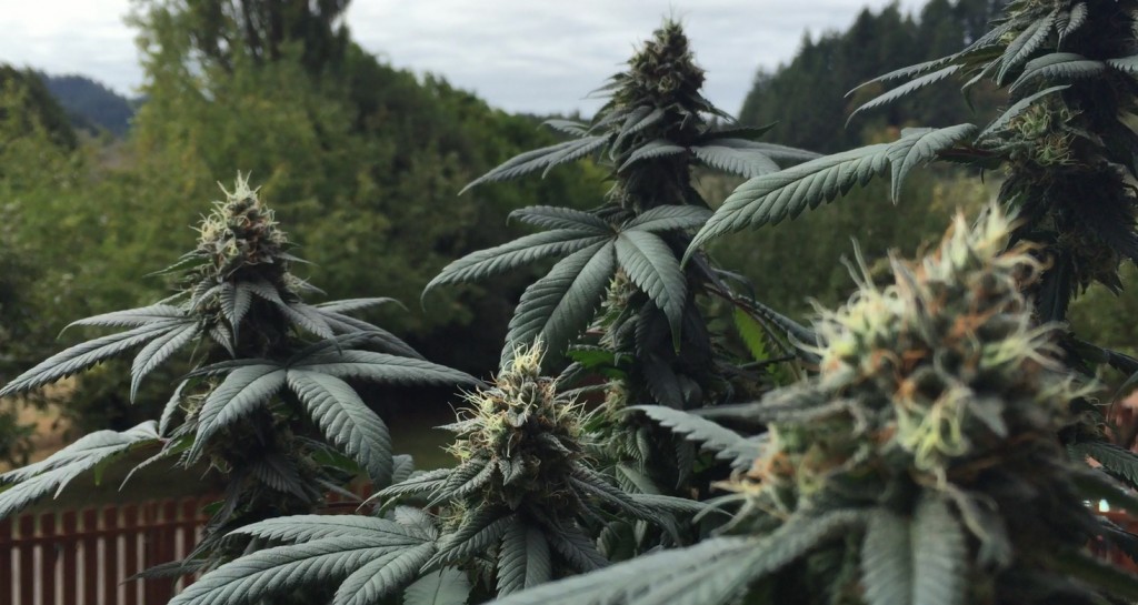bud-still-3